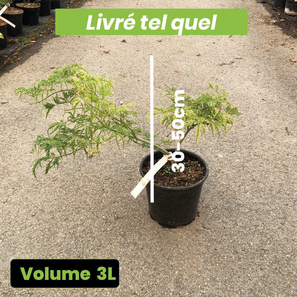 Acer Palmatum Dissectum 'Filigree' - Erable du Japon - Volume 3L / 30-50cm