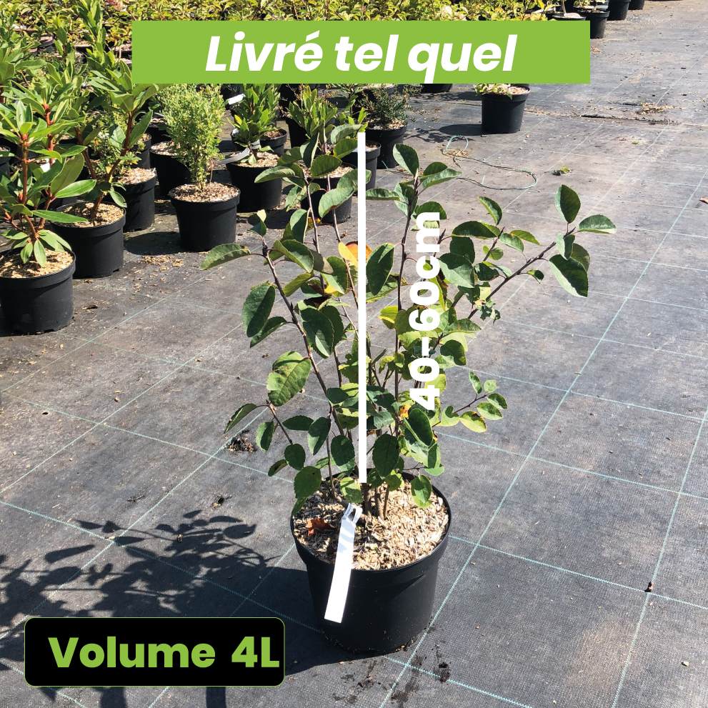 Amelanchier Ovalis - Volume 4L / 40-60cm