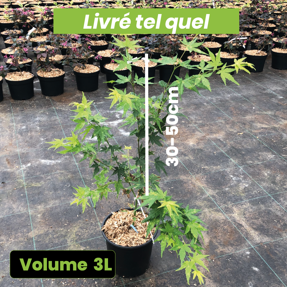 Acer Palmatum 'Higasa Yama' - Erable du Japon - Volume 3L / 30-50cm