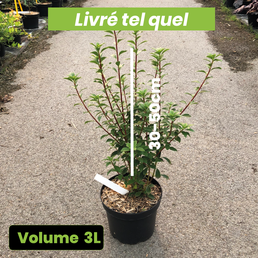 Enkianthus Campanulatus - Andromède Campanulée - Volume 3L / 30-50cm