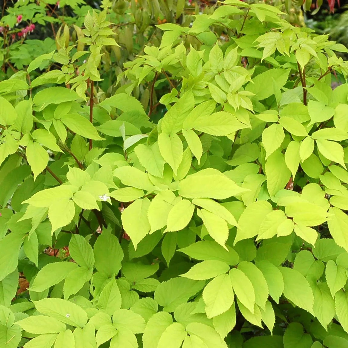 Aralia Cordata Sun King - Aralie Dorée - Volume 3L / 15-20cm
