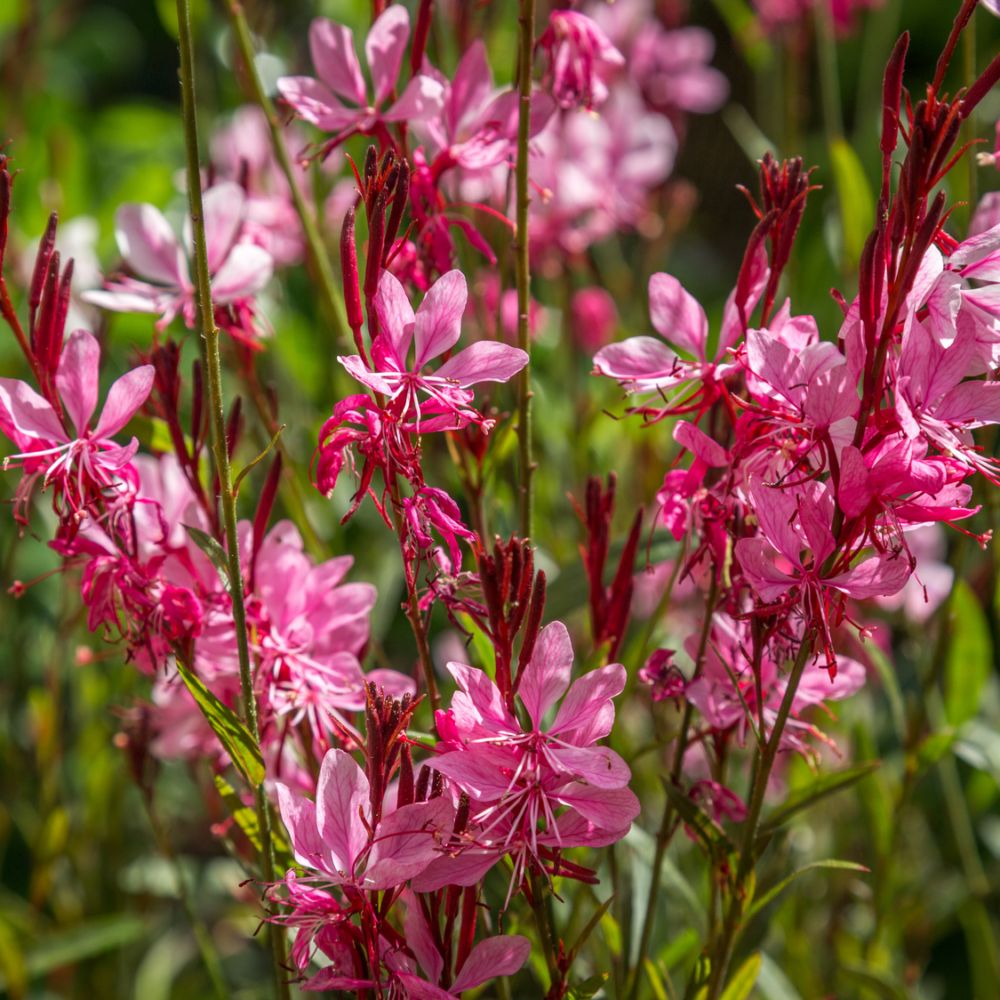 Gaura Lindheimeri Gaudi red - Volume 3L / 30-50cm