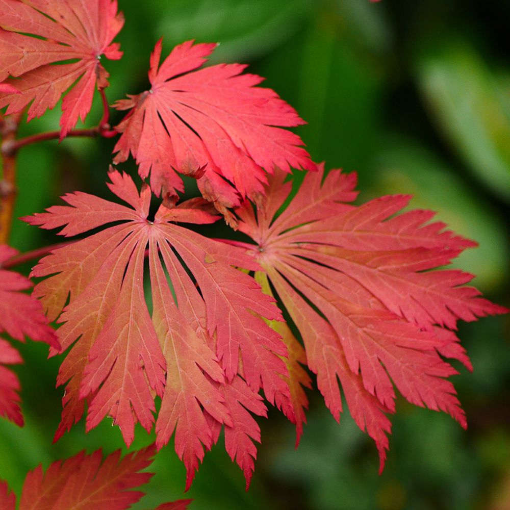 Acer Japonicum Aconitifolium - Erable du Japon - Volume 3L / 30-50cm