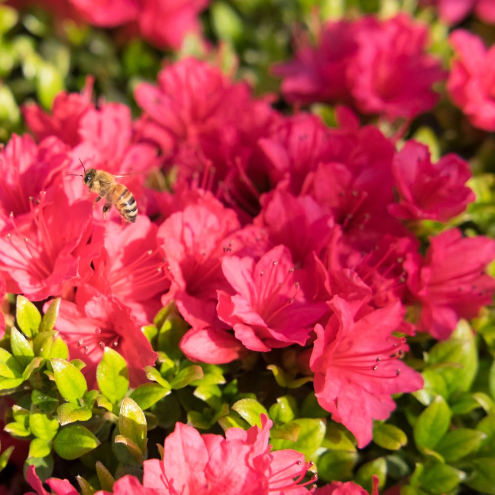 Azalea Japonica Arabesk - Azalée japonaise - Volume 3L / 30-40cm