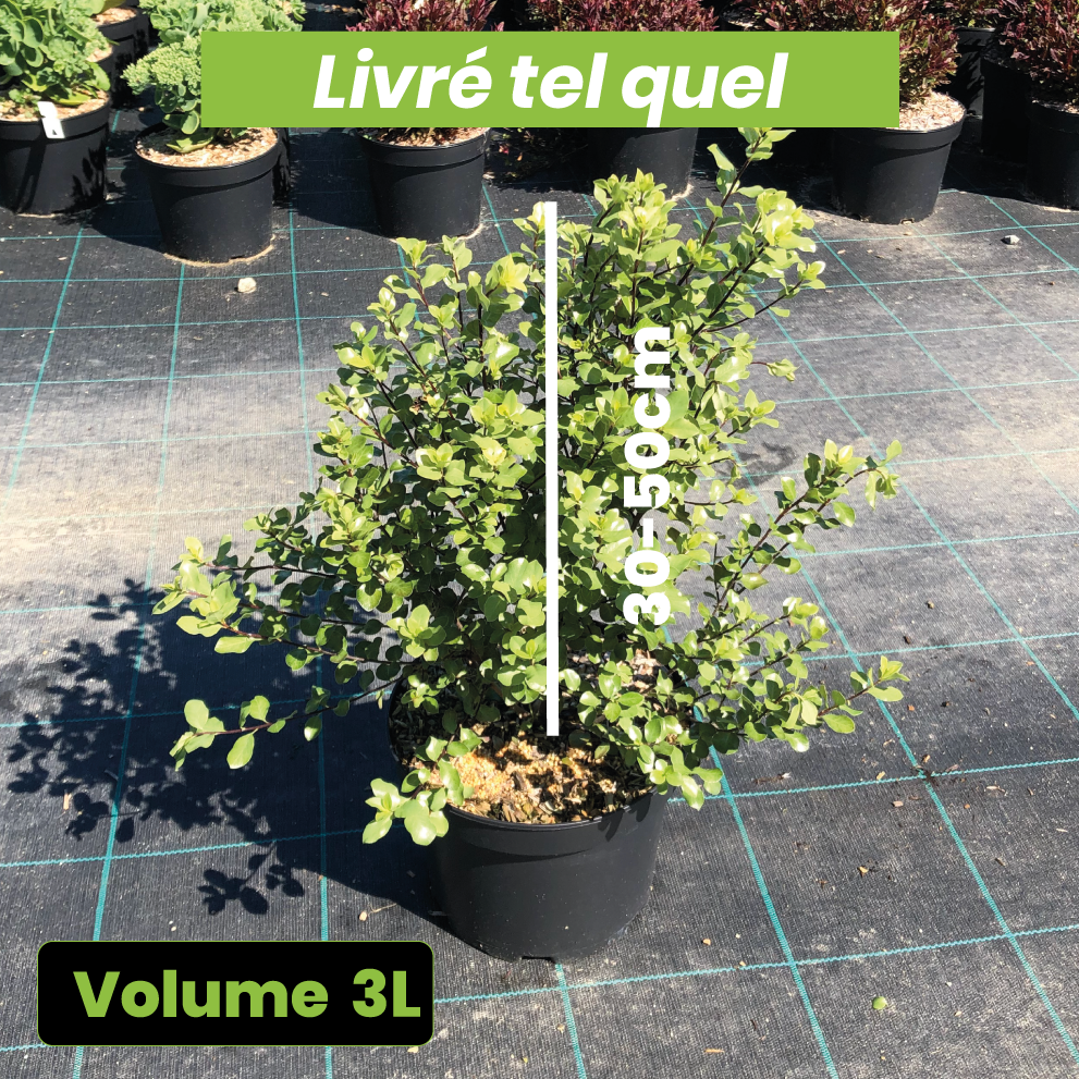 Pittosporum Tenuifolium Wrinkled Blue - Volume 3L / 30-50cm