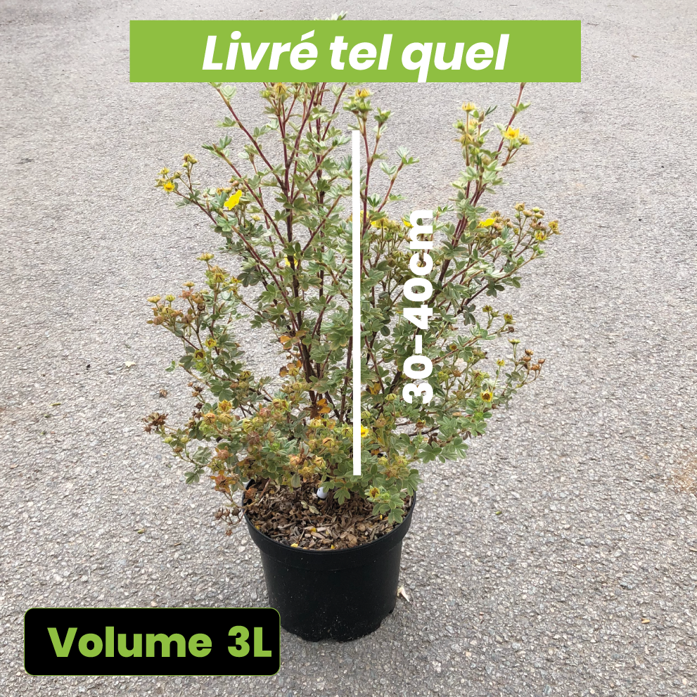 Potentilla Fruticosa Silver 'n Gold - Volume 3L / 30-40cm