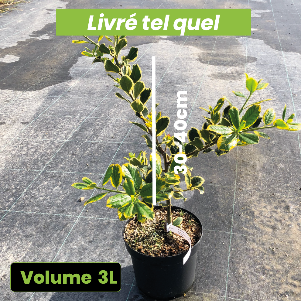 Ilex Golden King - Houx - Volume 3L / 30-40cm
