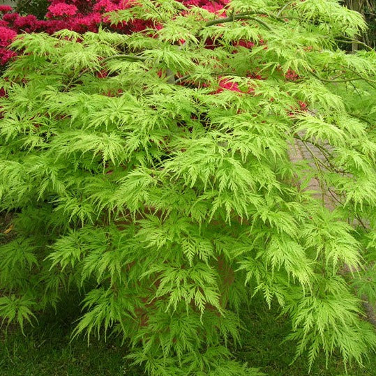 Acer Palmatum Dissectum 'Filigree' - Erable du Japon - Volume 3L / 30-50cm