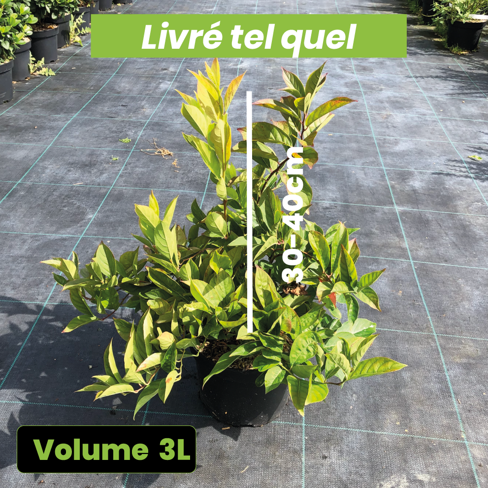 Itea Virginica 'Little Henry' - Itéa de Virginie - Volume 3L / 30-40cm