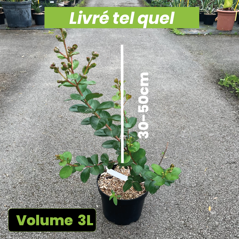 Lagerstroemia Indica Fuchsia d'Été - Lilas des Indes - Volume 3L / 30-50cm