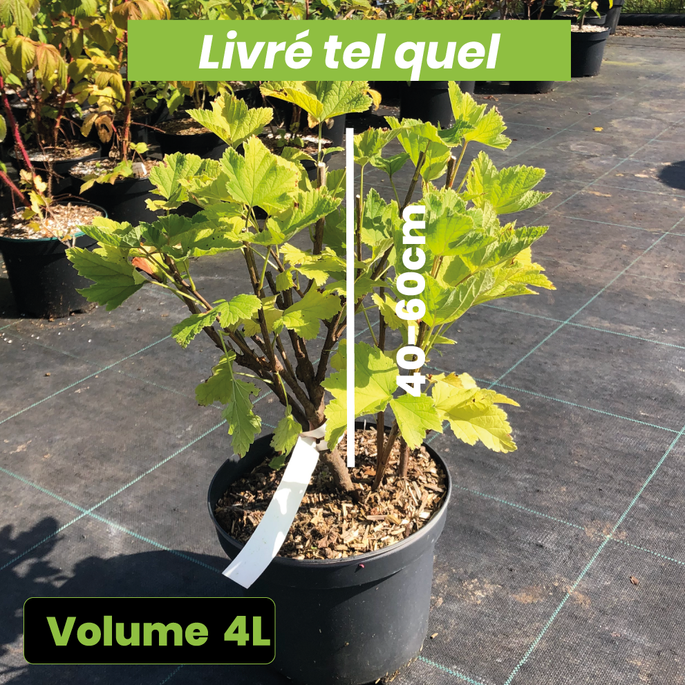 Ribes Rubrum Versaillaise Rouge - Groseillier à grappes rouges - Volume 4L / 40-60cm