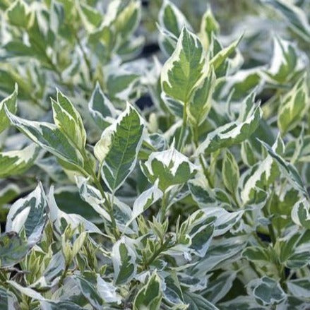 Cornus Stolonifera 'White Gold' - Volume 3L / 40-60cm