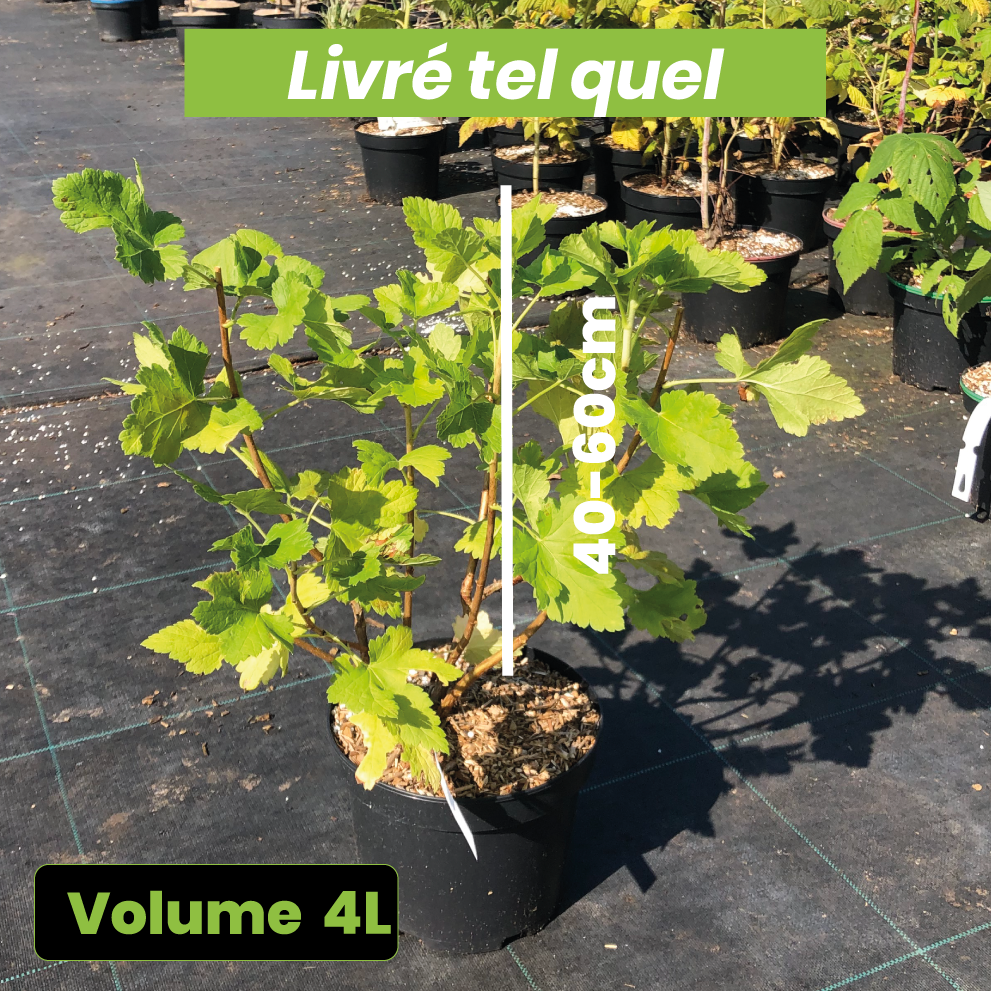 Ribes x Nidigrolaria Jostaberry - Caseille Josta - Volume 4L / 40-60cm