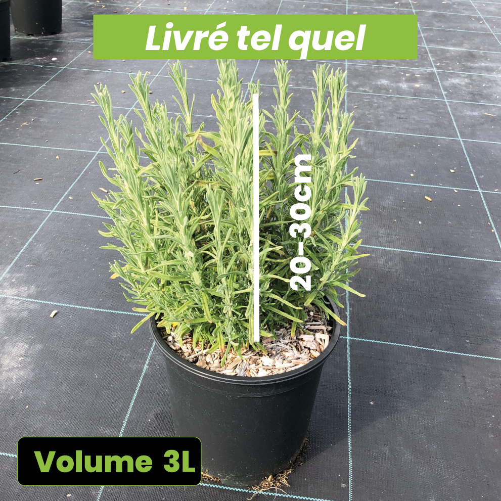 Lavandula Stoechas Blue Star - Volume 3L / 20-30cm