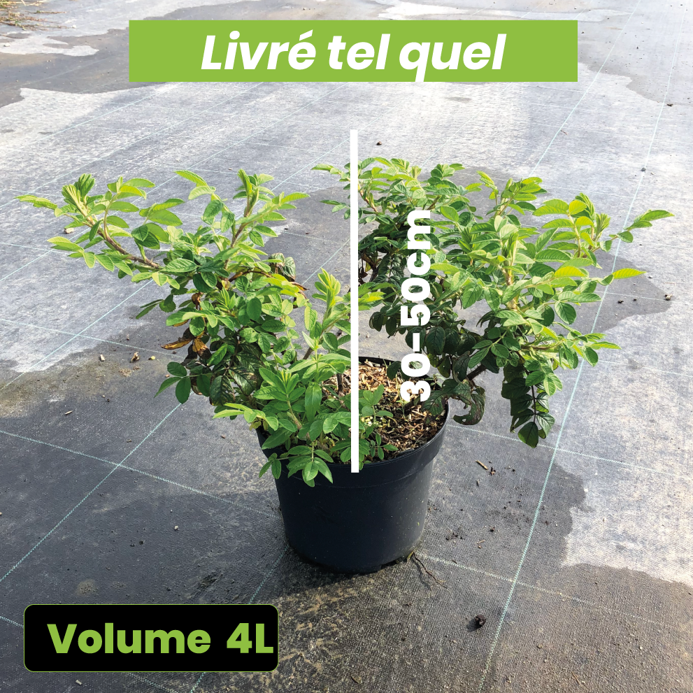 Rosa Rugosa 'Emotion' - Rosier du Japnon - Volume 4L / 30-50cm