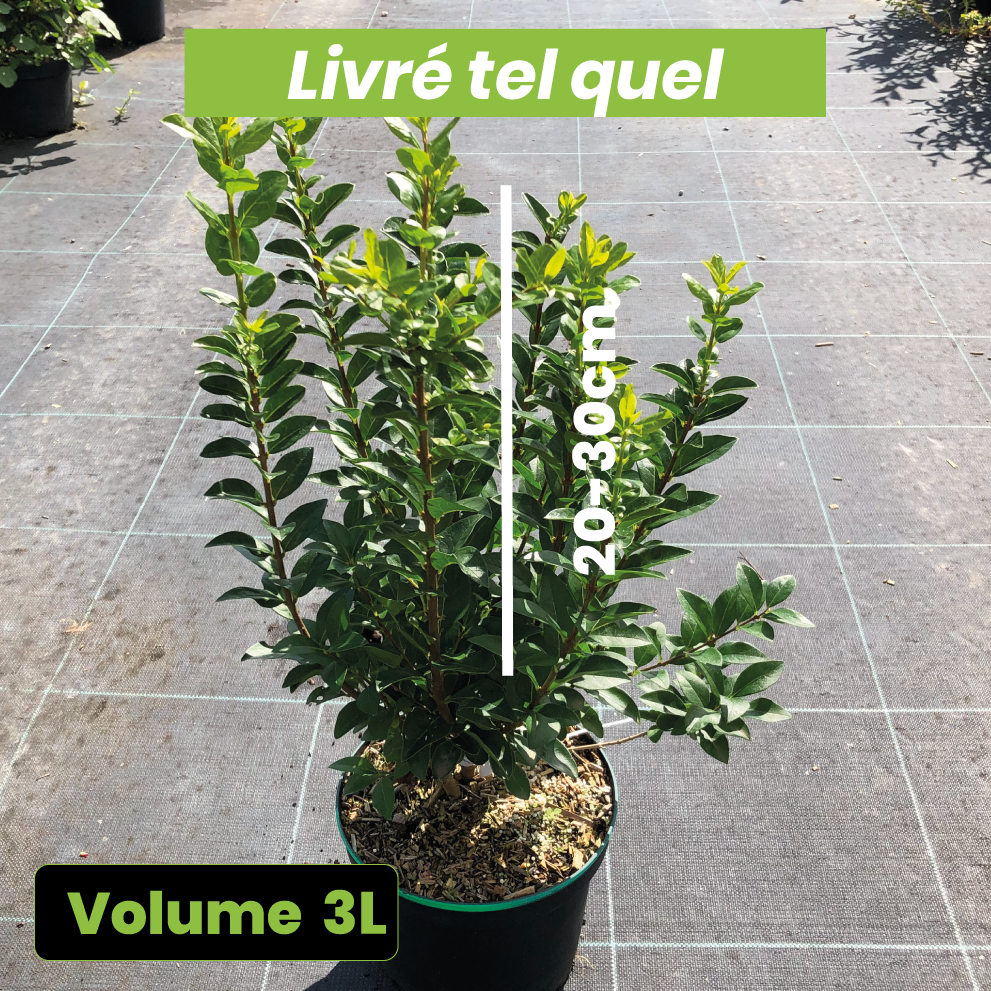 Ligustrum Ovalifolium 'Green Diamond' - Troène de Californie - Volume 3L / 40-60cm