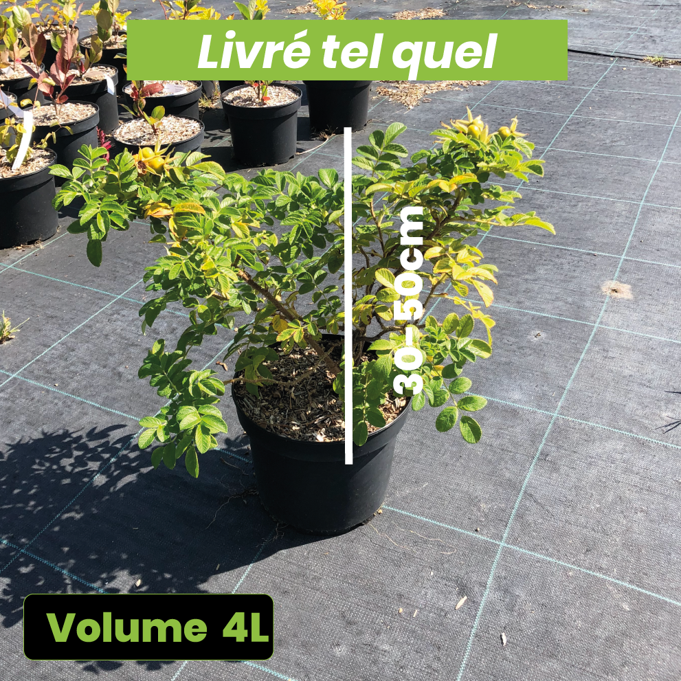 Rosa Rugosa Alba - Rosier rugueux Alba - Volume 4L / 30-50cm