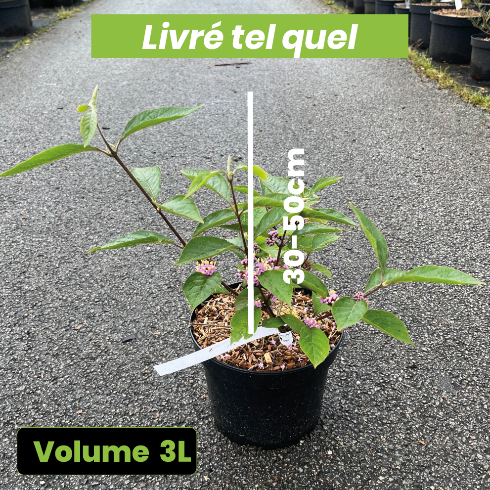 Callicarpa Bodinieri Giraldii Profusion - Arbuste aux bonbons - Volume 3L / 30-50cm