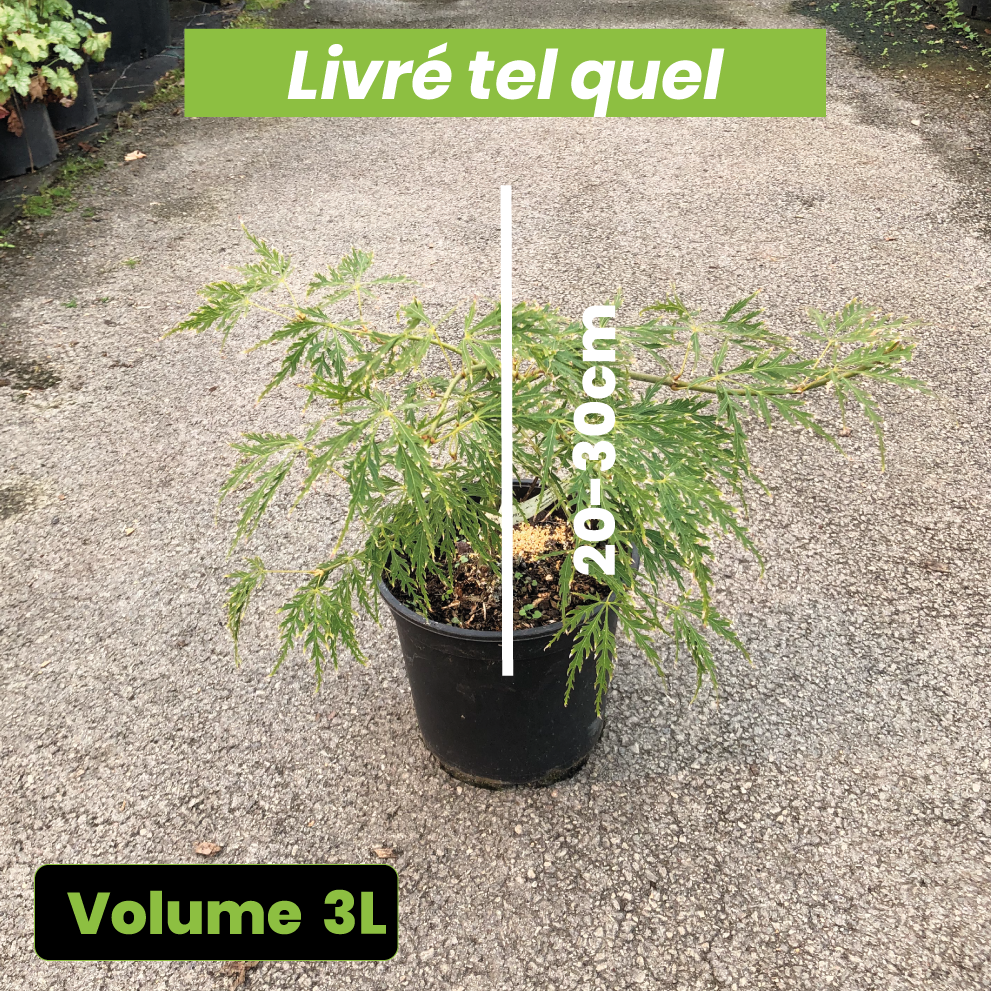 Acer Palmatum Dissectum - Érable du Japon - Volume 3L / 20-30cm