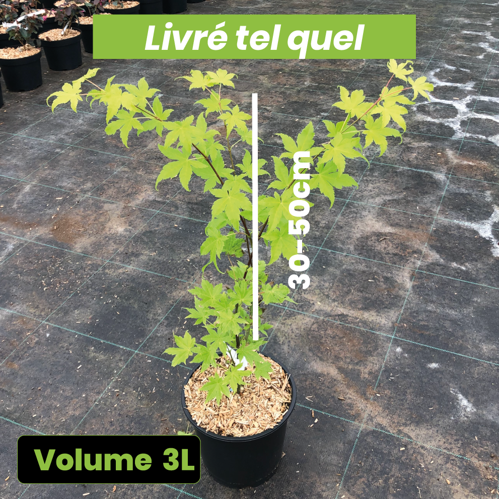 Acer Palmatum 'Summer Gold' - Erable du Japon - Volume 3L / 30-50cm