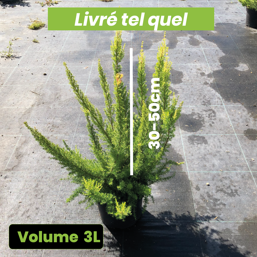 Erica Arborea 'Pink Joy' - Bruyère en arbre - Volume 3L / 30-50cm