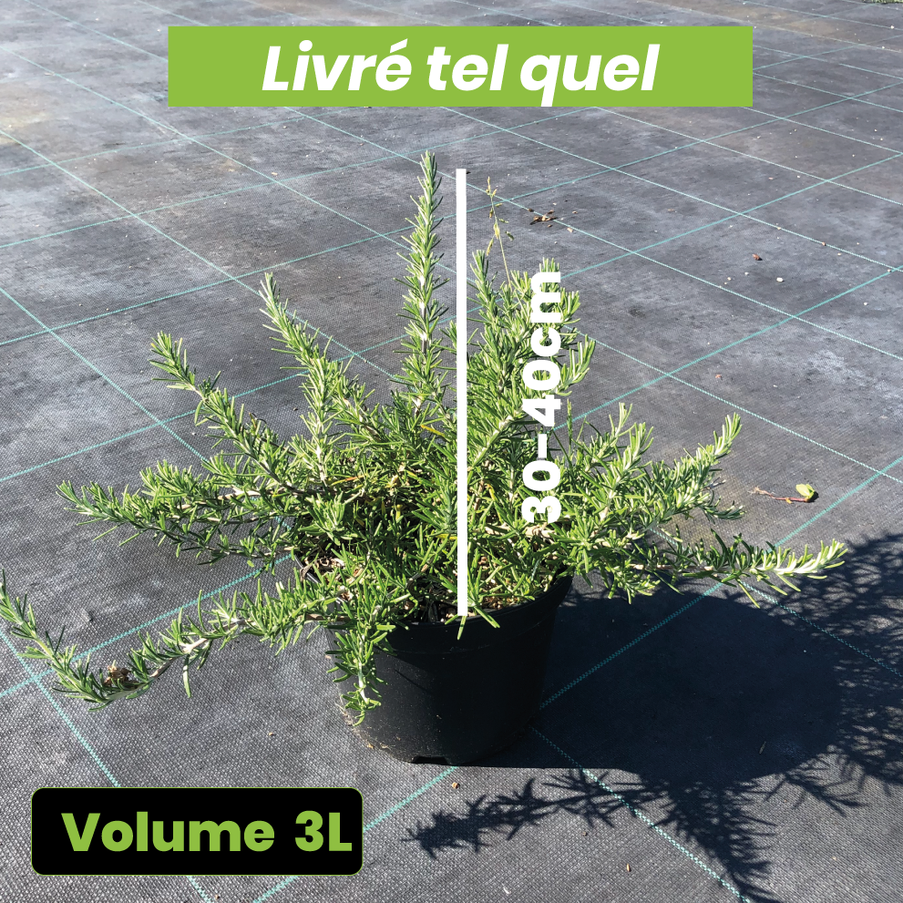 Rosmarinus Pointe du Raz - Romarin couvre-sol - Volume 3L / 30-40cm