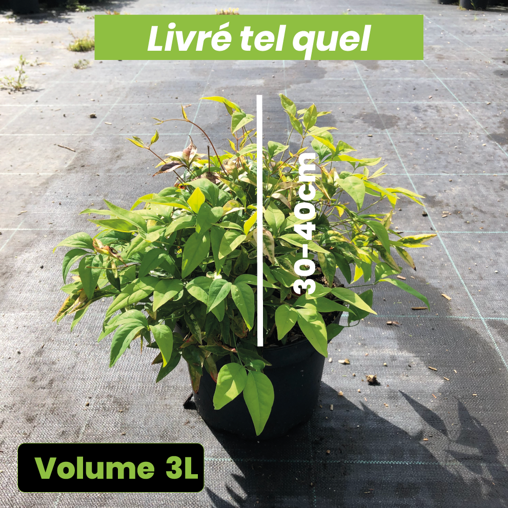 Nandina Domestica Fire Power - Bambou sacré - Volume 3L / 30-40cm