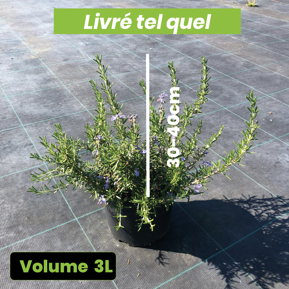 Rosmarinus Prostratus - Volume 3L / 30-40cm