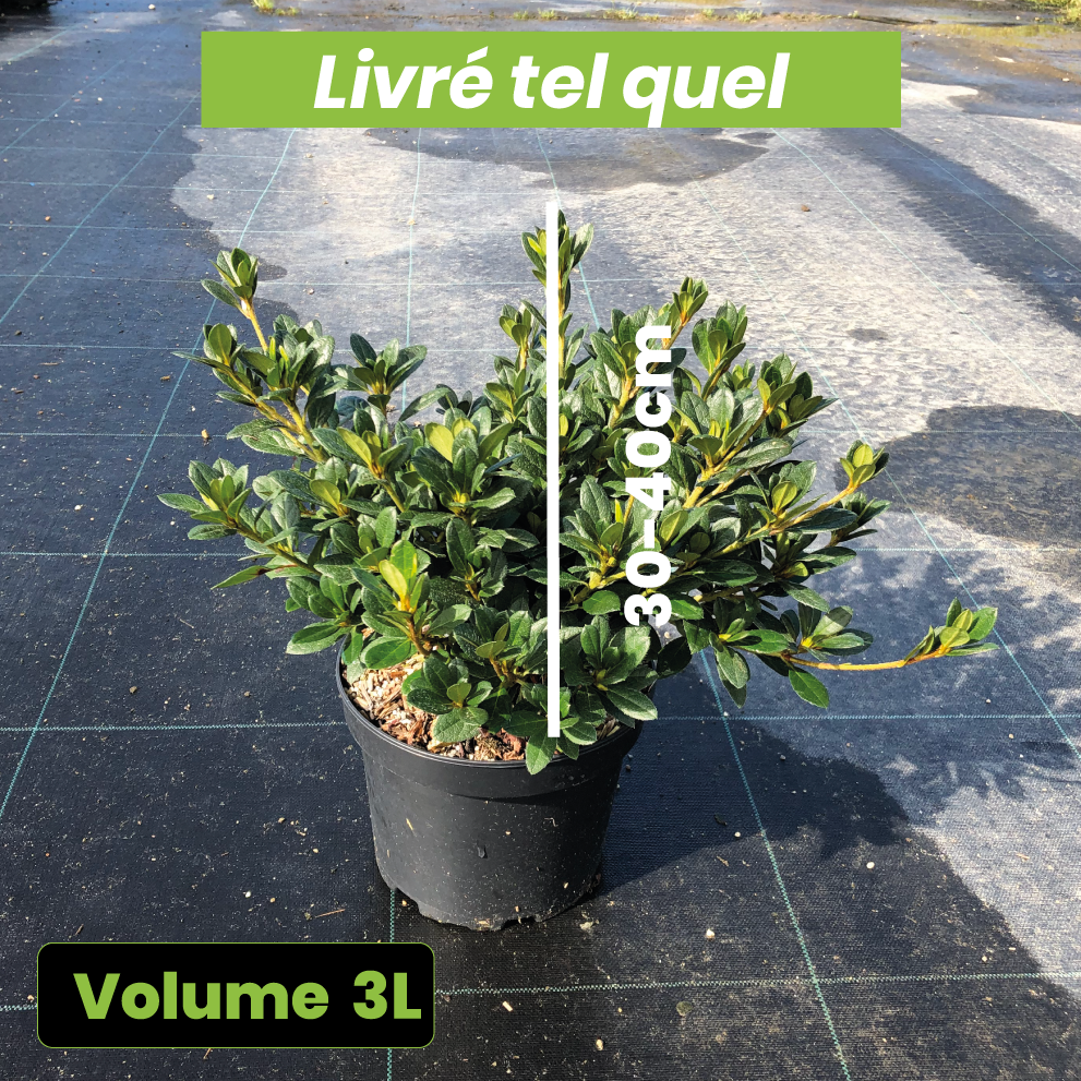 Azalea Japonica Arabesk - Azalée japonaise - Volume 3L / 30-40cm
