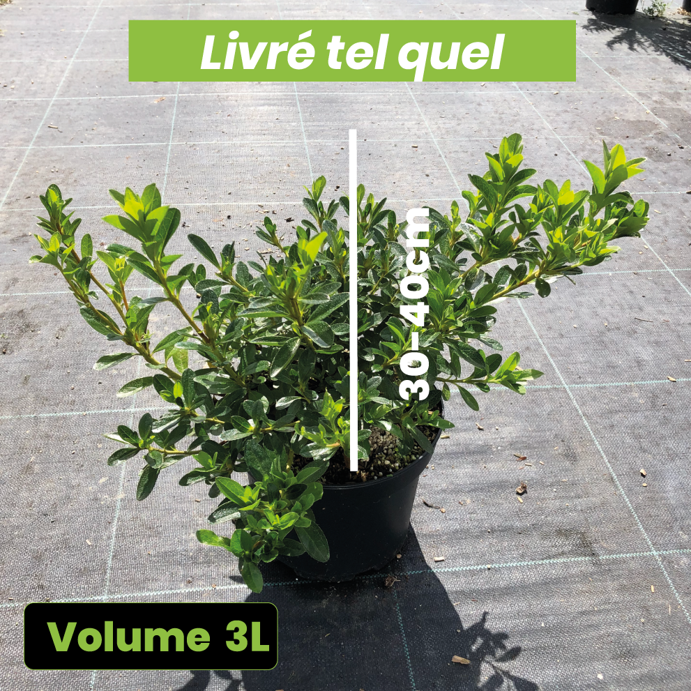 Azalea Kiusianum 'Komo Kulshan' - Volume 3L / 30-40cm