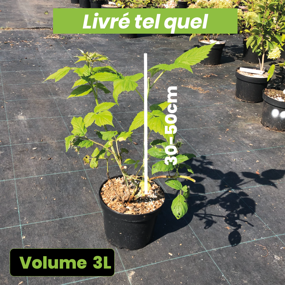 Rubus Idaeus Autumn Bliss - Framboisier Blissy - Volume 3L / 30-50cm
