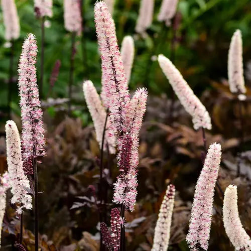 Actaea Simplex Pink Spike - Cierge d'Argent - Volume 3L / 20-30cm