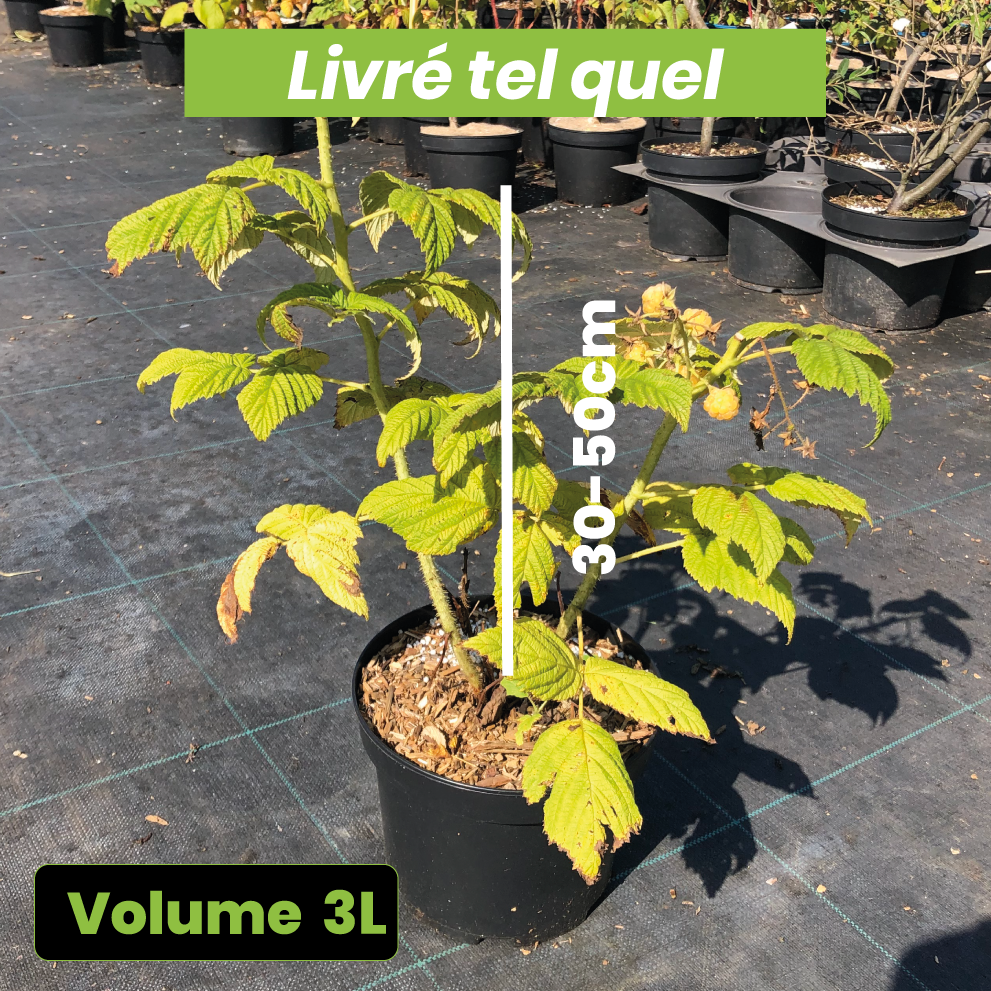 Rubus Idaeus Fall Gold - Framboisier Fall Gold (remontant) - Volume 3L / 30-50cm