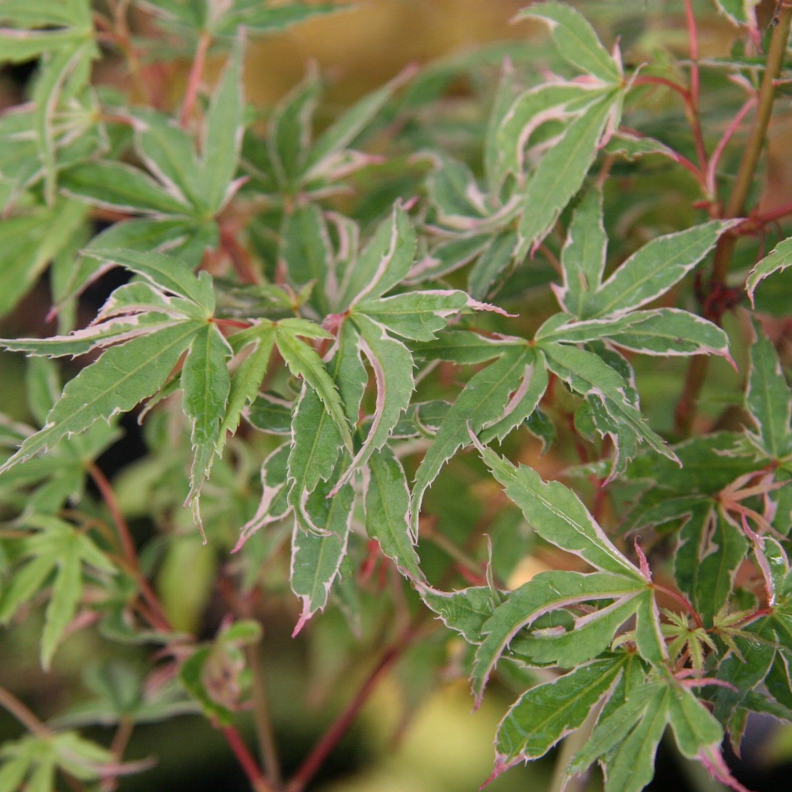 Acer Palmatum 'Kagiri Nishiki' - Volume 3L / 40-60cm