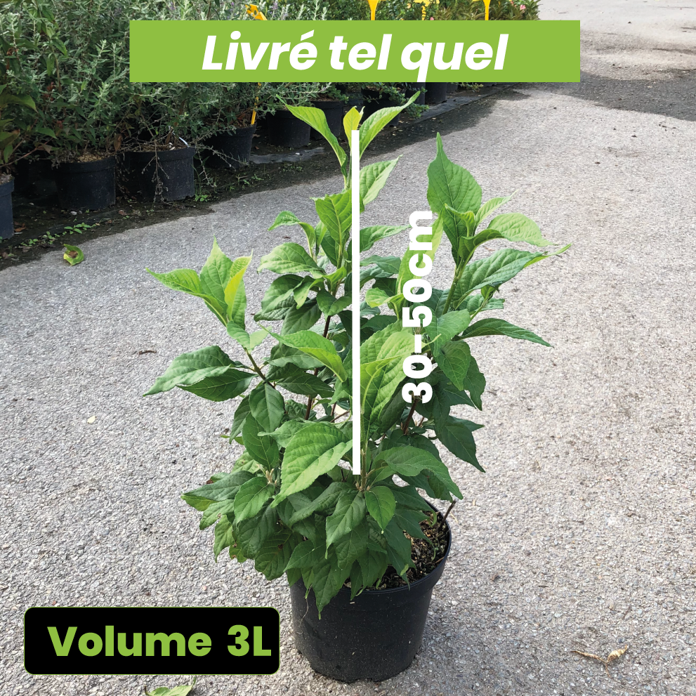 Callicarpa Bodinieri Magical Snowstar - Volume 3L / 30-50cm