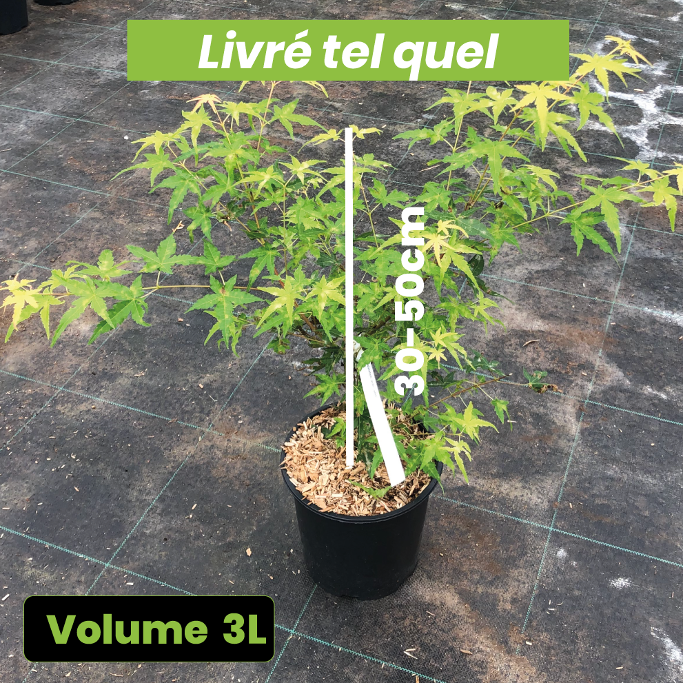 Acer Palmatum 'Ueno Yama' - Erable du Japon - Volume 3L / 30-50cm