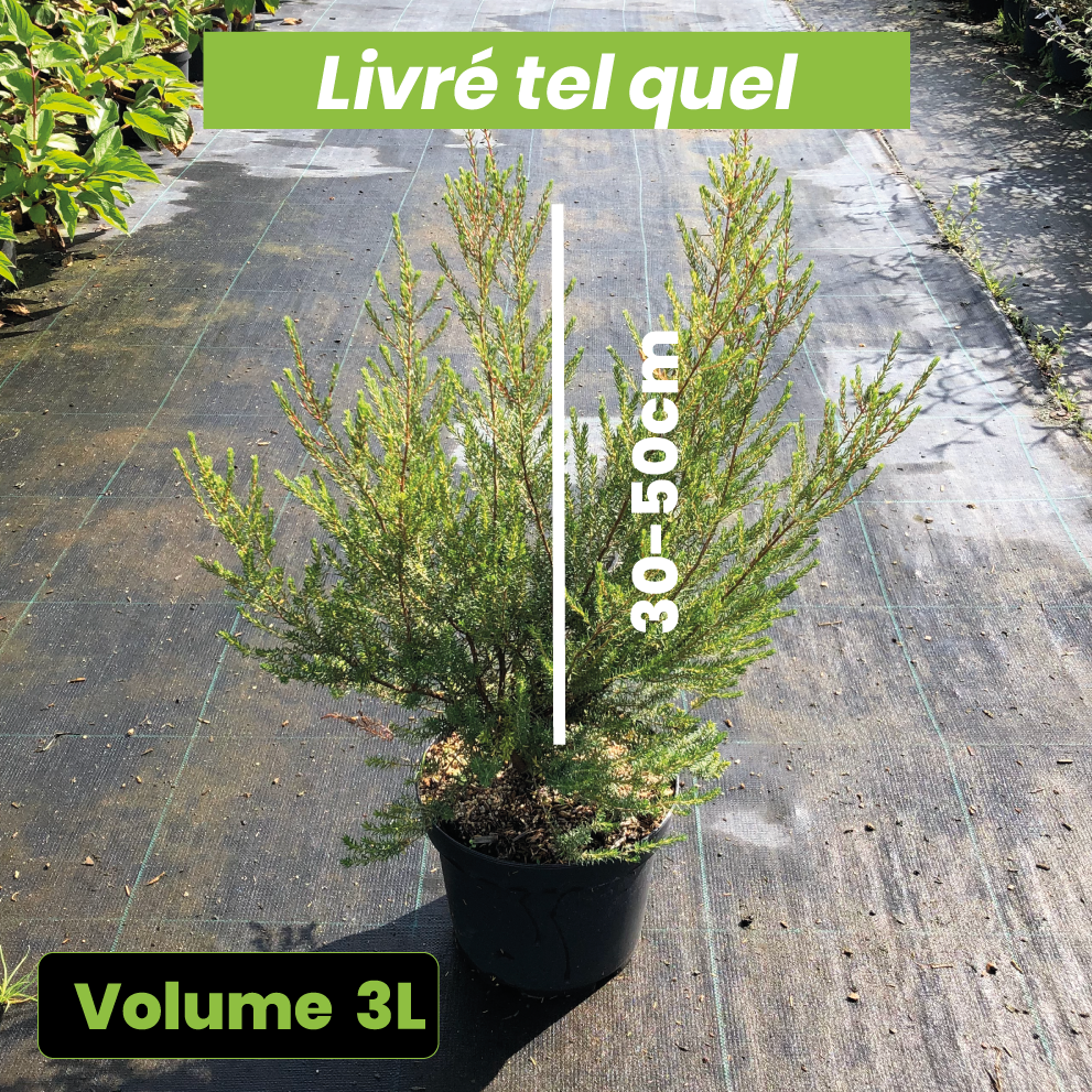 Erica Mediterranea - Bruyère méditerranéenne - Volume 3L / 30-50cm