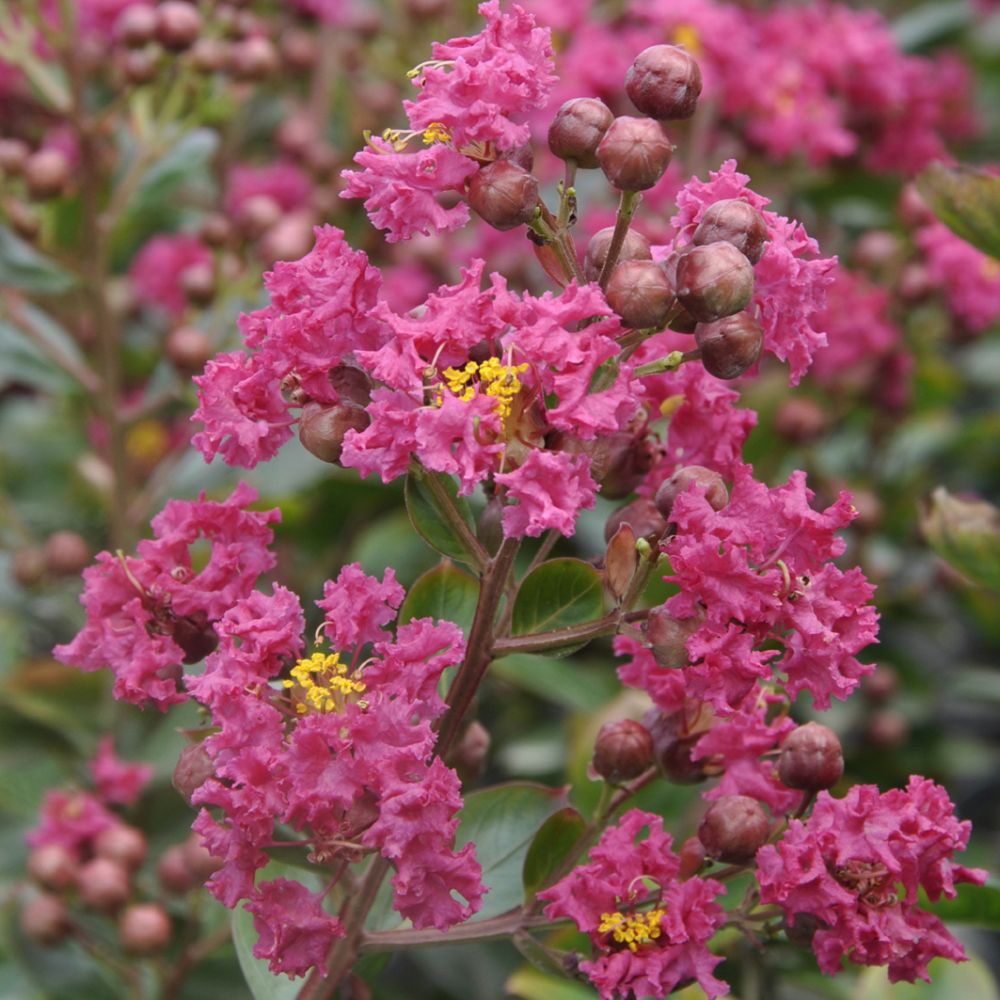 Lagerstroemia Braise d'Été - Lilas des Indes - Volume 3L / 30-50cm