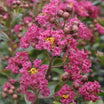 Lagerstroemia Braise d'Été - Lilas des Indes - Volume 3L / 30-50cm
