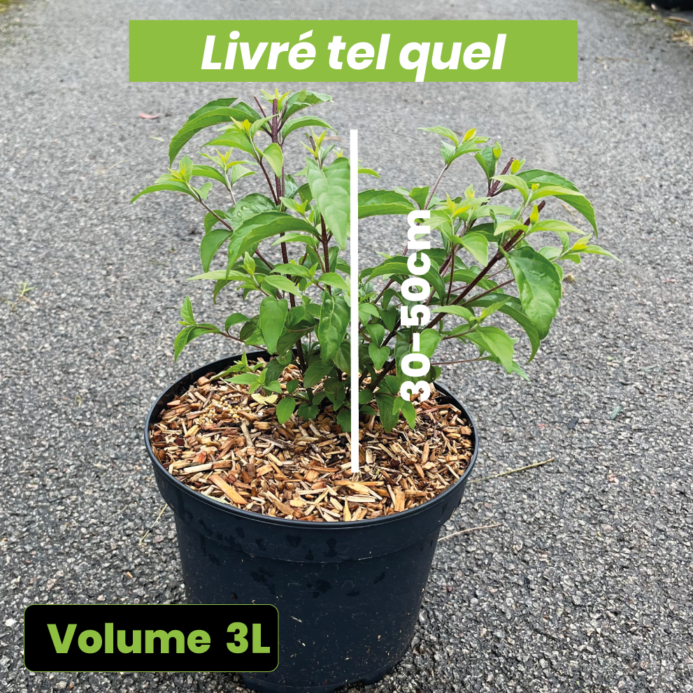 Callicarpa Dichotoma Issai - Volume 3L / 30-50cm