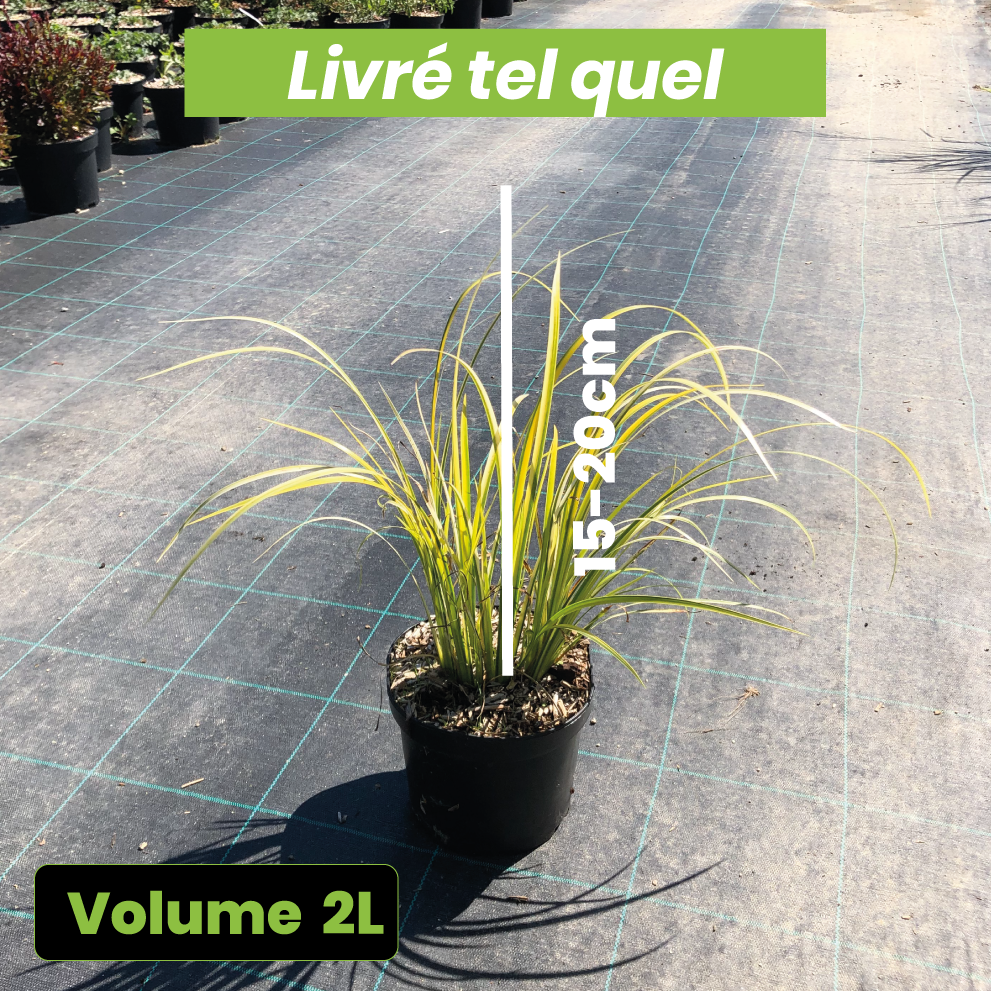 Acorus Gramineus Oborozuki - Volume 2L / 15-20cm