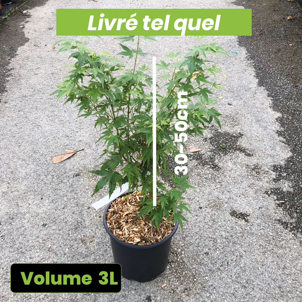 Acer Palmatum 'Wilson's Pink Dwarf' - Erable du Japon - Volume 3L / 30-50cm