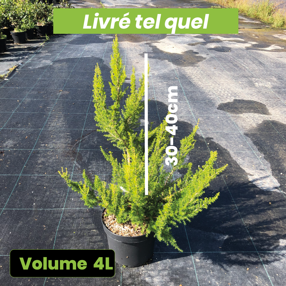 Erica x Veitchii Exeter - Volume 4L / 30-40cm