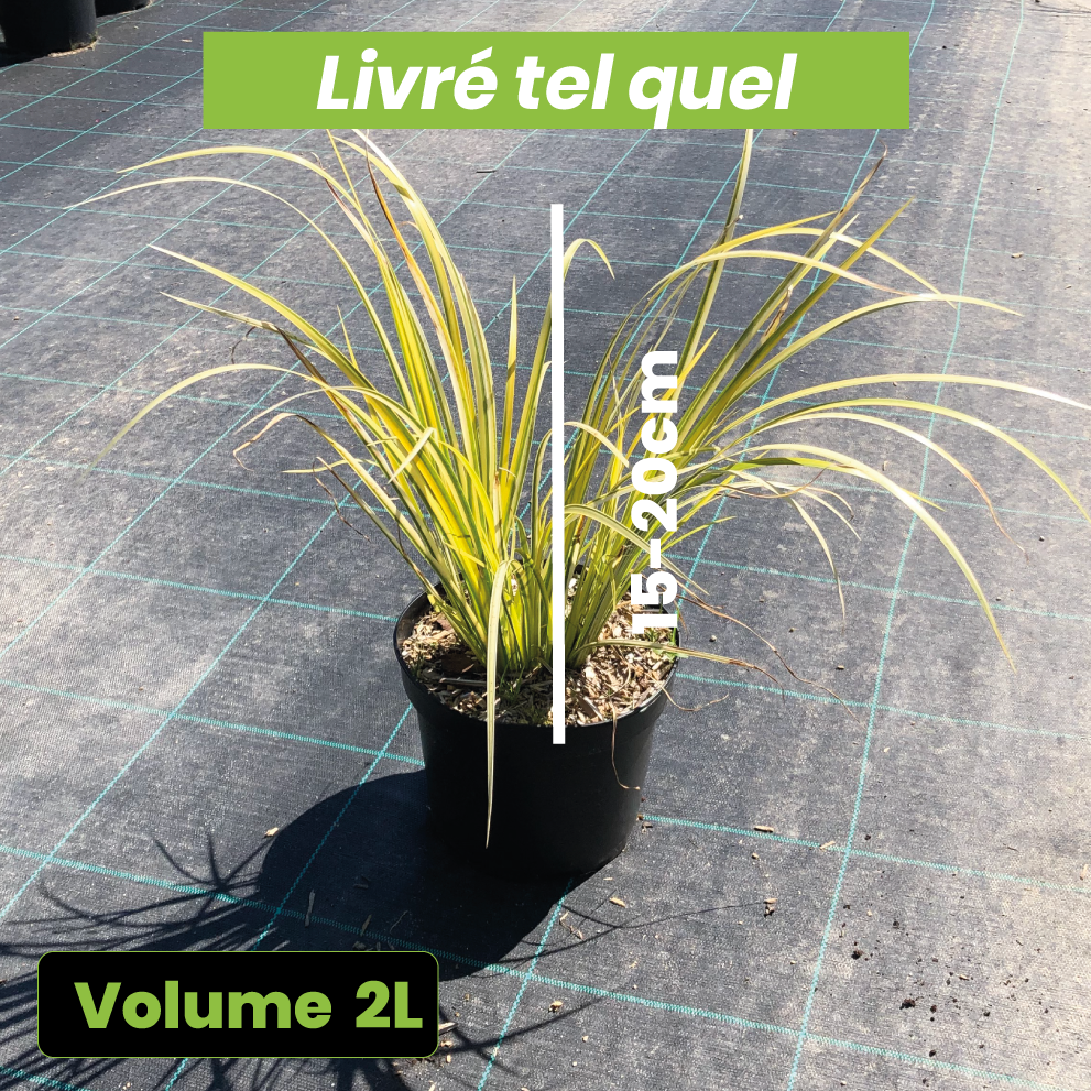 Acorus Gramineus Ogon - Volume 2L / 15-20cm