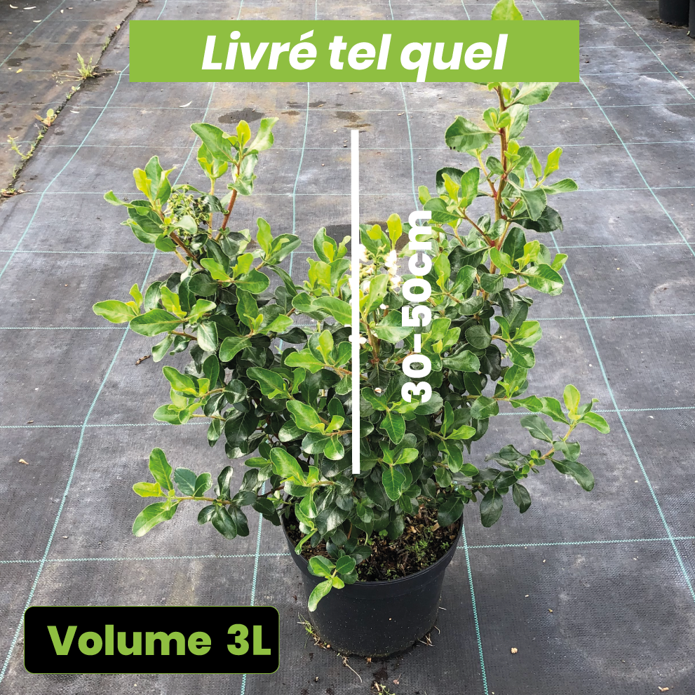 Escallonia Iveyi - Volume 3L / 30-50cm