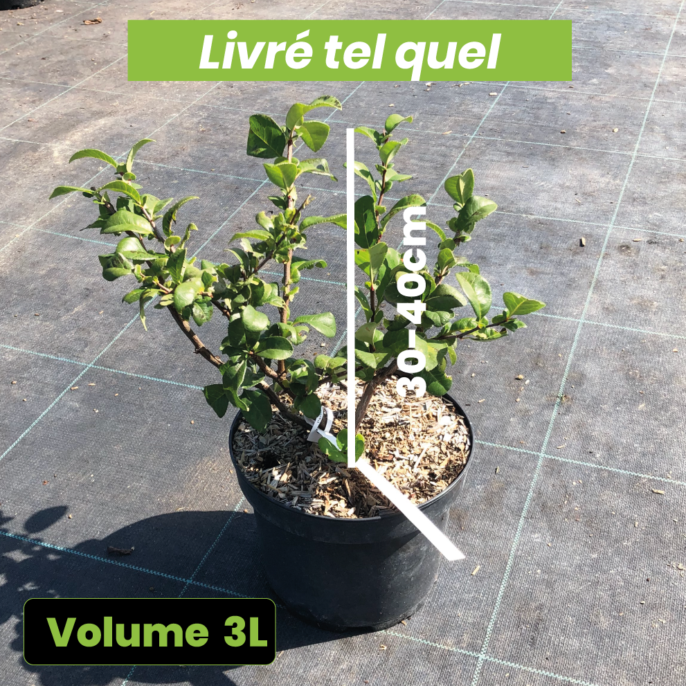 Chaenomeles Speciosa 'Pink Storm' - Cognassier du Japon - Volume 3L / 30-40cm