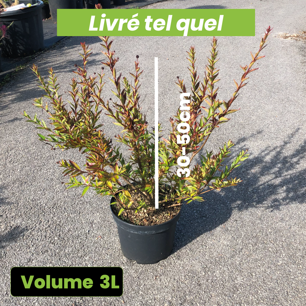 Adina Rubella - Volume 3L / 30-50cm