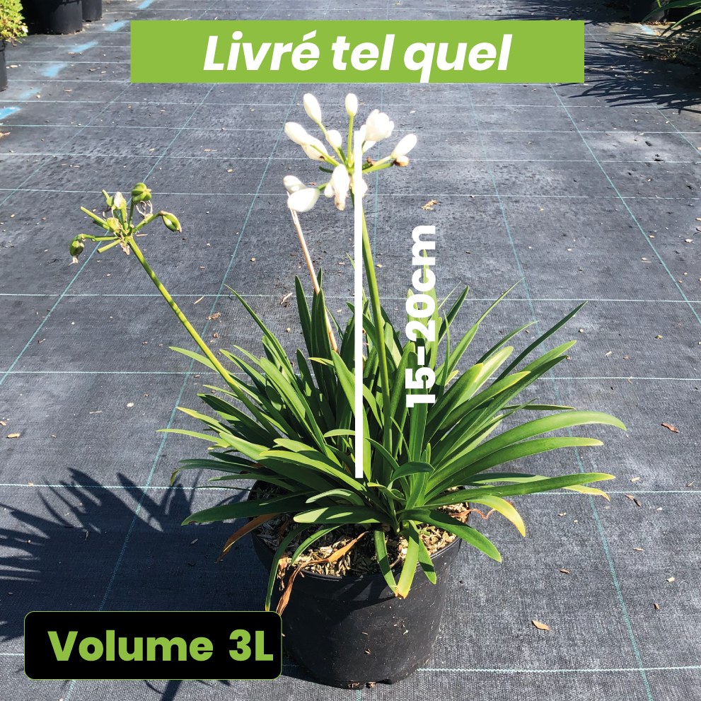 Agapanthus Petit Eskimo - Volume 3L / 15-20cm