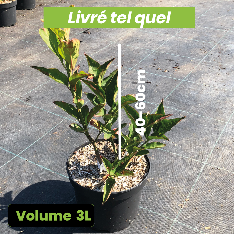 Euonymus Europaeus 'Red Cascade' - Fusain d'Europe - Volume 3L / 40-60cm