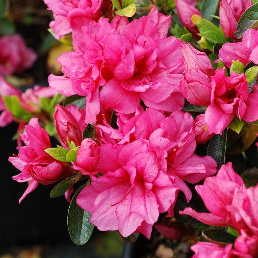 Azalea Japonica 'Lily Marleen' - Volume 3L / 30-40cm